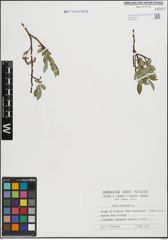 Foto von Salix hastata L.